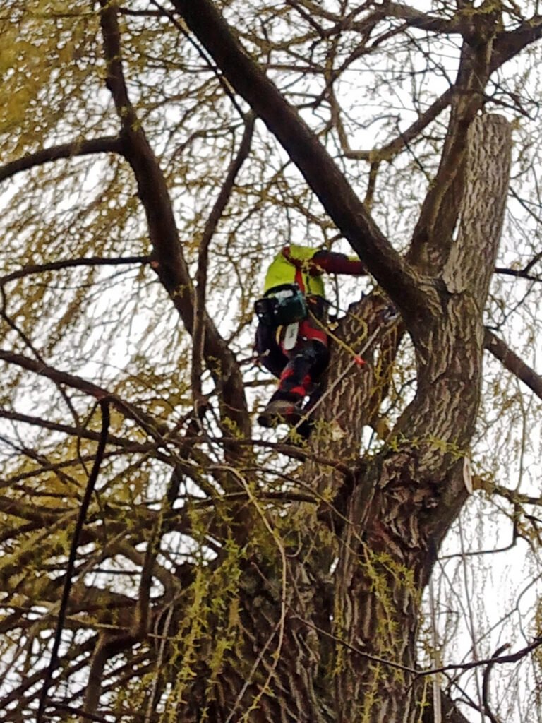 Práce na laně v koruně vzrostlého stromu