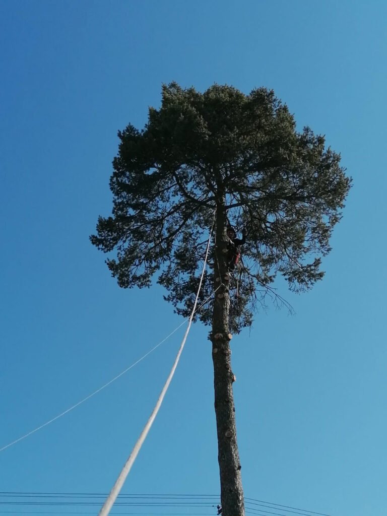 Borovice s lanem před kácením